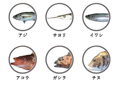 姫路遊魚センターで釣れる魚（アジ,サヨリ,イワシ,アコウ,ガシラ,チヌ）