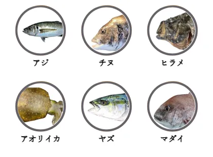 脇田海釣り桟橋で釣れる魚（アジ,チヌ,ヒラメ,アオリイカ,ヤズ,マダイ）