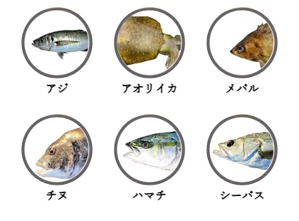 倉橋島で釣れる魚（アジ,アオリイカ,メバル,チヌ,ハマチ,シーバス）