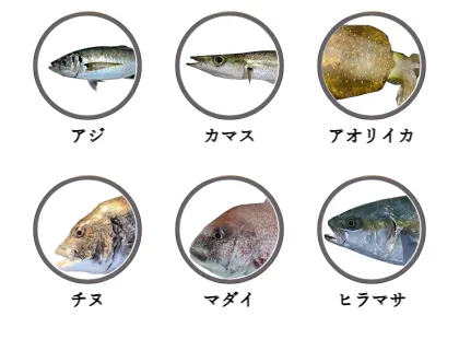 加部島で釣れる魚（アジ,カマス,アオリイカ,チヌ,マダイ,ヒラマサ）