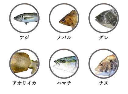 上関港で釣れる魚（アジ,メバル,グレ,アオリイカ,ハマチ,チヌ）