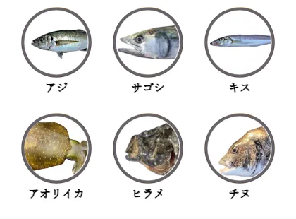 淀江漁港で釣れる魚（アジ,サゴシ,キス,アオリイカ,ヒラメ,チヌ）