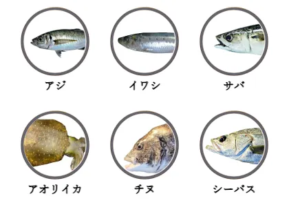 恵比須浜岸壁で釣れる魚（アジ,イワシ,サバ,アオリイカ,チヌ,シーバス）