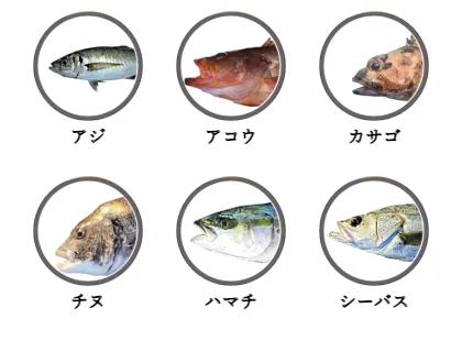 南吉田で釣れる魚（アジ,アコウ,カサゴ,チヌ,ハマチ,シーバス）
