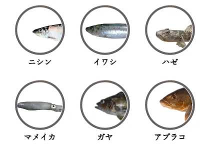 小樽港で釣れる魚（ニシン,イワシ,ハゼ,マメイカ,ガヤ,アブラコ）