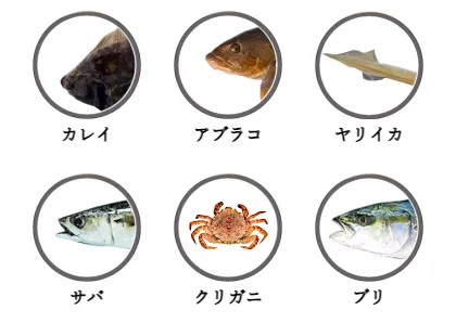 函館港で釣れる魚（カレイ,アブラコ,ヤリイカ,サバ,クリガニ,ブリ）