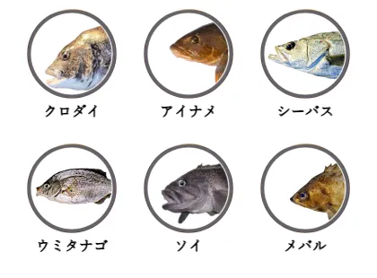 田代島で釣れる魚（クロダイ,アイナメ,シーバス,ウミタナゴ,ソイ,メバル）
