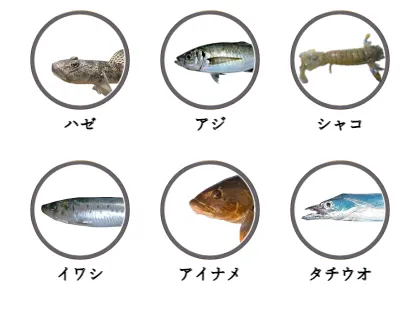 仙台港で釣れる魚（ハゼ,アジ,シャコ,イワシ,アイナメ,タチウオ）