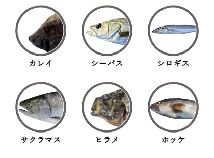 青森県のサーフから釣れる魚