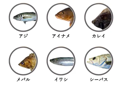 福島県の堤防・岸壁から釣れる魚