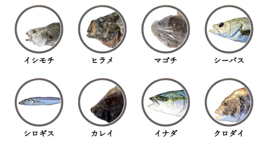 茨城県のサーフから釣れる魚