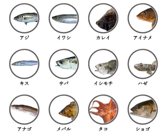 茨城県の堤防から釣れる魚