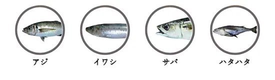 秋田県内のサビキ釣りで釣れる魚