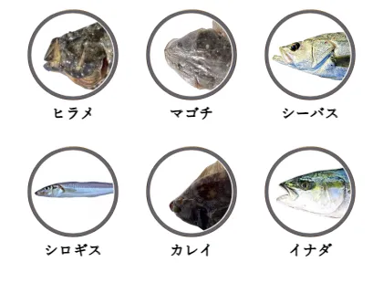 秋田のサーフから釣れる魚