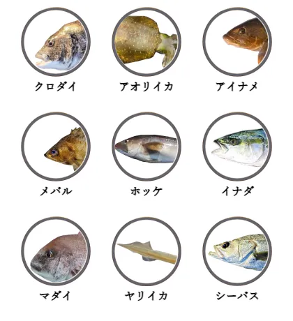 秋田県の磯から釣れる魚
