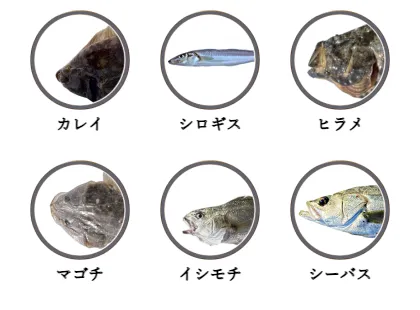 千葉県のサーフから釣れる魚