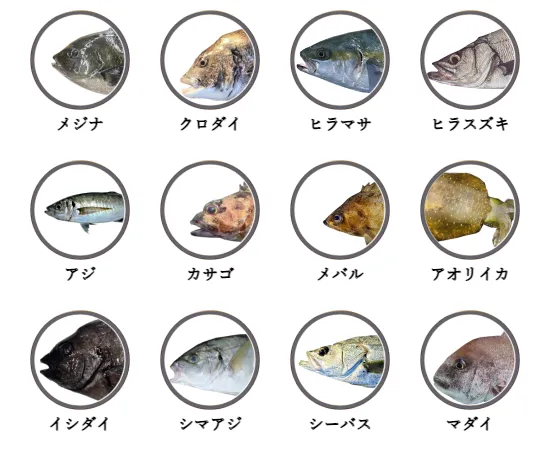 千葉県の磯から釣れる魚
