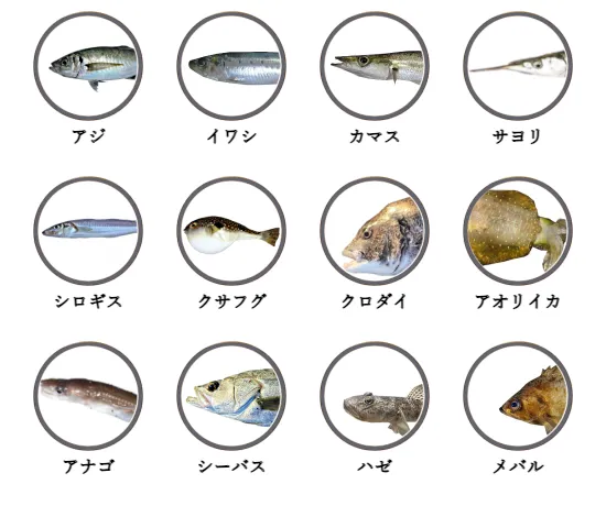 千葉県内の堤防釣りで釣れる魚