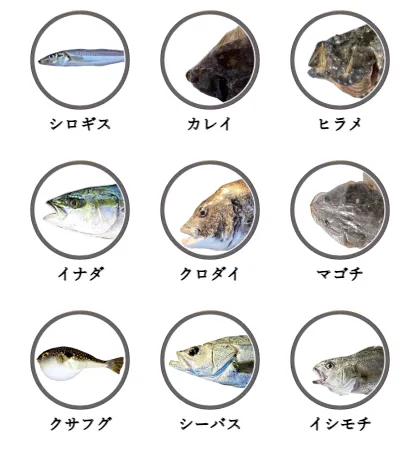 神奈川県のサーフから釣れる魚