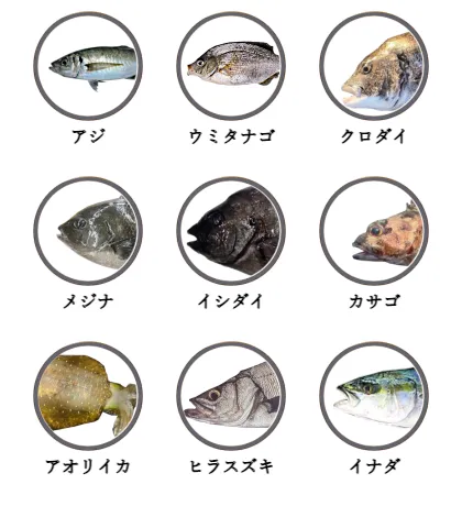 神奈川県内の磯から釣れる魚