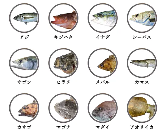 新潟県内のソルトルアーで釣れる魚