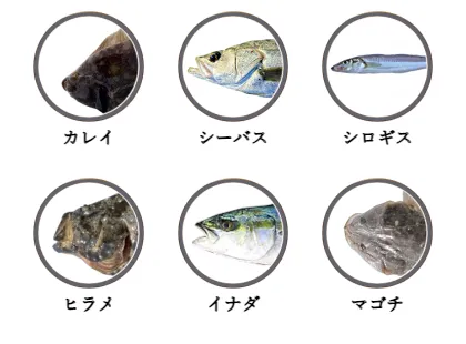 新潟県内のサーフから釣れる魚