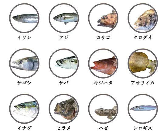 新潟県の堤防釣りで釣れる魚