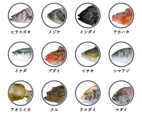 静岡県・伊豆半島の磯から釣れる魚