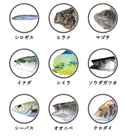 静岡県のサーフから釣れる魚