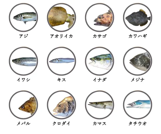 静岡県の堤防釣りで釣れる魚
