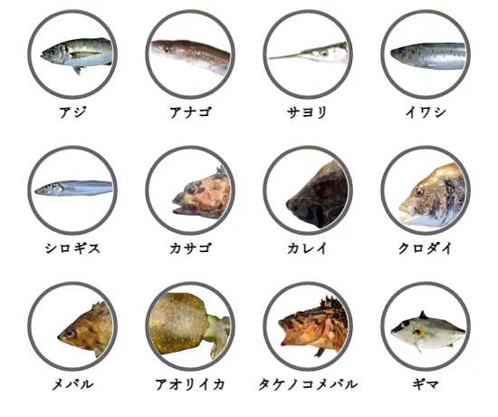 愛知県内の堤防釣りで釣れる魚