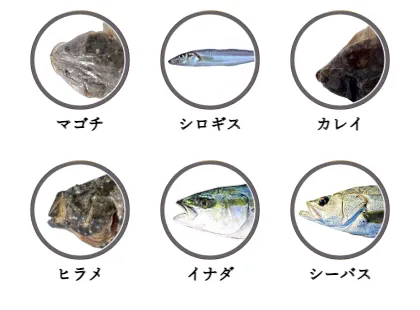 愛知県内のサーフで釣れる魚
