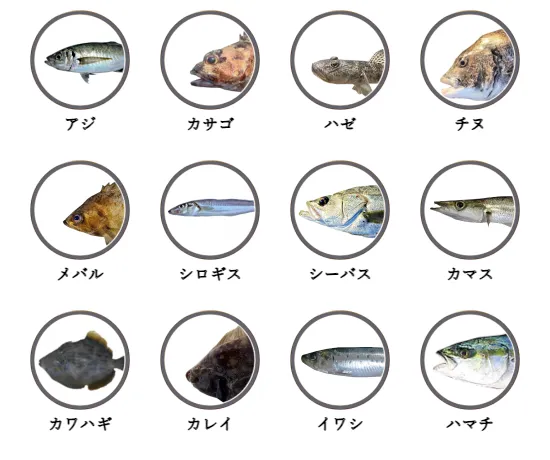 三重県の堤防釣りで釣れる魚