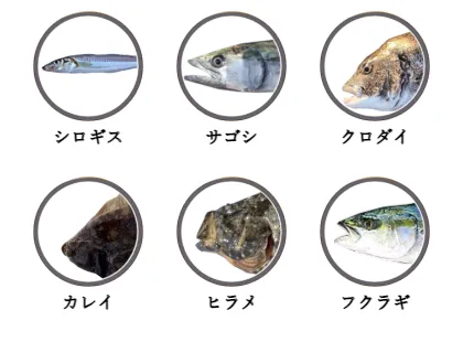 石川県のサーフから釣れる魚