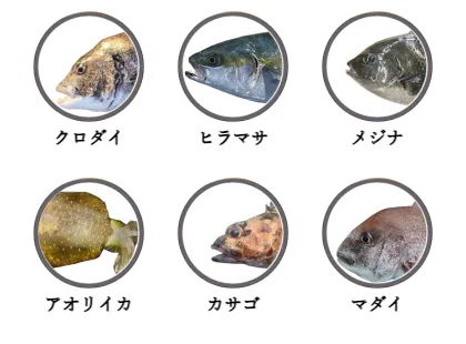石川県の磯から釣れる魚