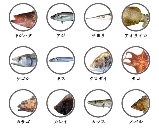 石川県の堤防釣りで釣れる魚