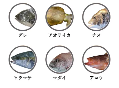 福井県内の磯から釣れる魚