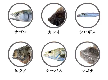福井県のサーフから釣れる魚