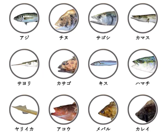 福井県内の堤防釣りで釣れる魚