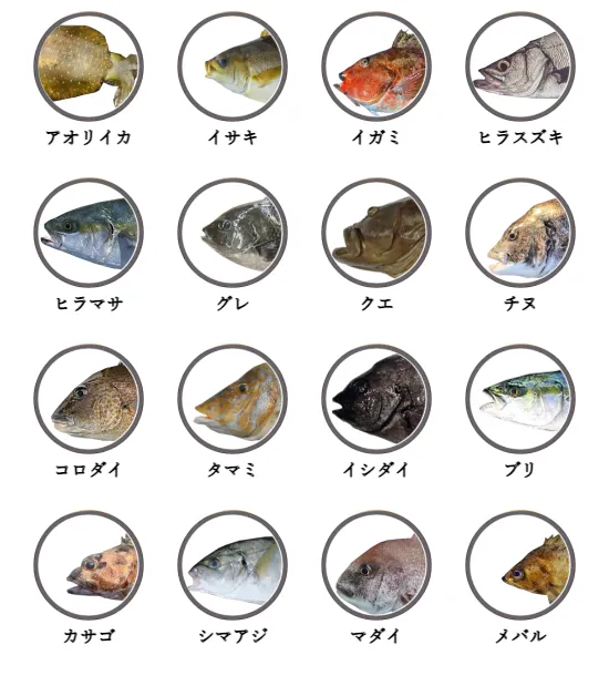 和歌山県の磯から釣れる魚