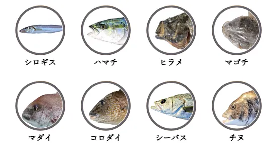 和歌山県のサーフから釣れる魚