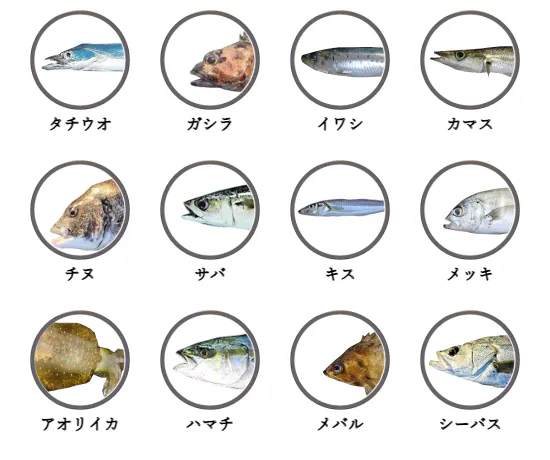 和歌山県の堤防釣りで釣れる魚