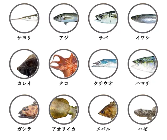大阪の堤防釣りで釣れる魚