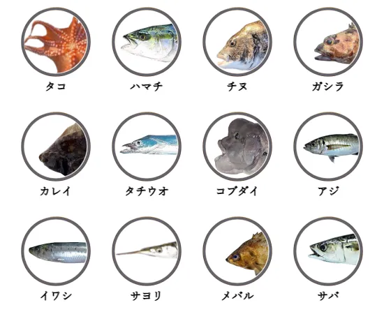 兵庫県の堤防から釣れる魚