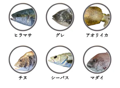 京都の磯から釣れる魚
