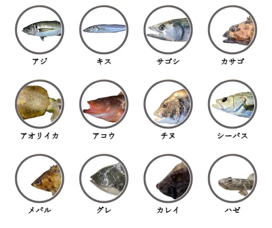 京都の堤防釣りで釣れる魚