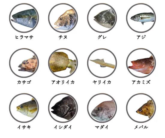 島根県の磯から釣れる魚