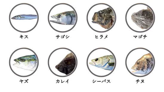 福岡県のサーフから釣れる魚