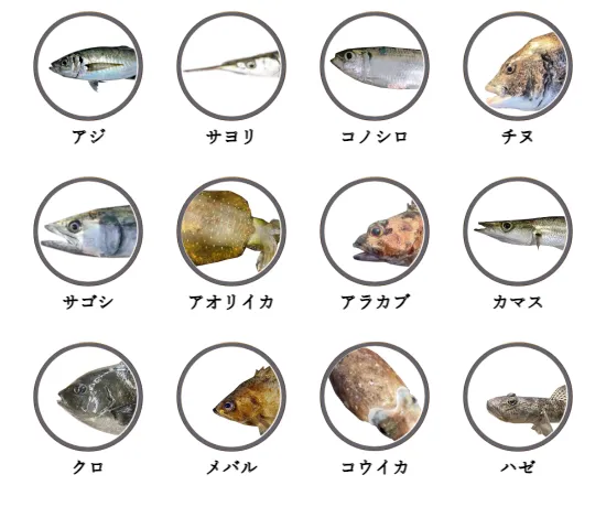 福岡県の堤防釣りで釣れる魚